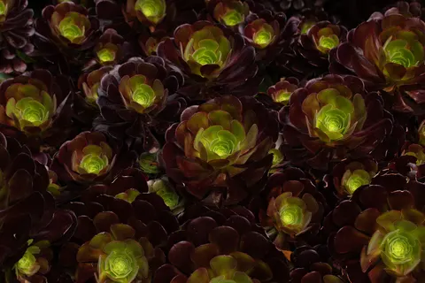 Hình nền Sen đá 4K · flowers · 3840×2560