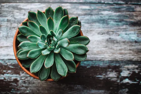 Succulents 4K Wallpaper · flowers · 3840×2560