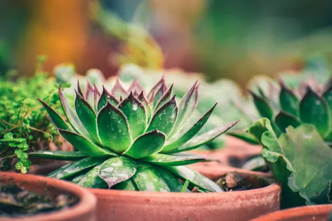 والپیپر گیاهان گوشتی با کیفیت 4K · flowers · 3840×2560