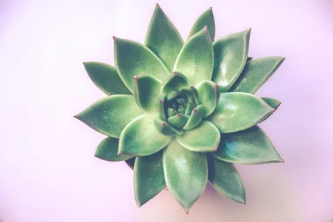 Succulents 4K Wallpaper · flowers · 3840×2560