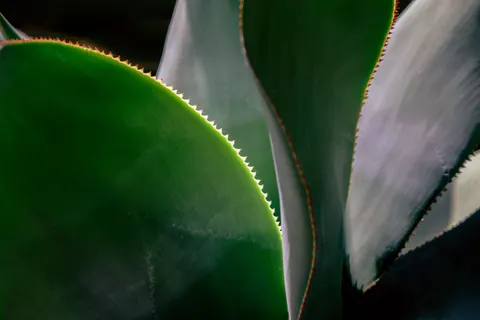 Vetplanten 4K-achtergrond · flowers · 3840×2560