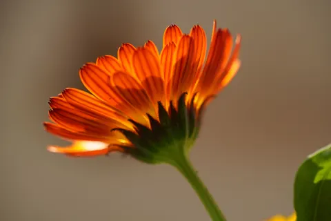 Blumen-Makro 4K Hintergrundbild · flowers · 3840×2561