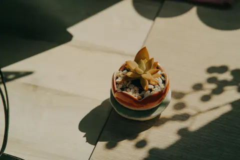 다육식물 4K 배경화면 · flowers · 3840×2560