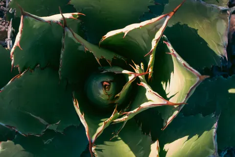 Sukkulenten 4K Hintergrundbild · flowers · 3840×2560