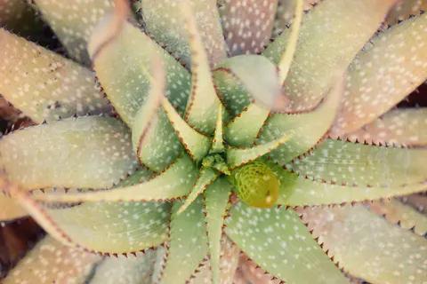 Succulents 4K Wallpaper · flowers · 3840×2560