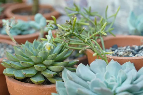 Succulents 4K Wallpaper · flowers · 3840×2560
