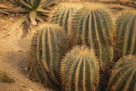 Vetplanten 4K-achtergrond · flowers · 3840×2560