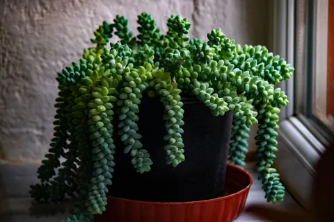 Succulents 4K Wallpaper · flowers · 3840×2560