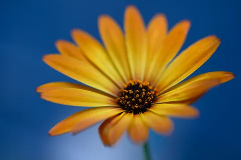 Flower Macro 4K Wallpaper · flowers · 3840×2560