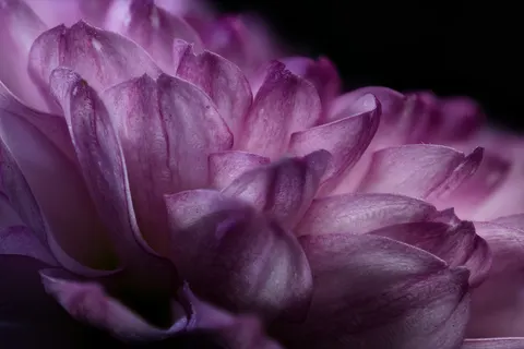 خلفية ماكرو الزهور بدقة 4K · flowers · 3840×2561