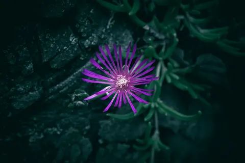 Обои Макро цветка 4K · flowers · 3840×2560