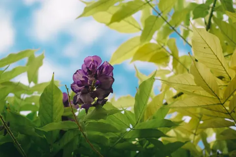 विस्टेरिया 4K वॉलपेपर · flowers · 3840×2560