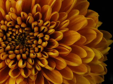 Fond d'écran Macro de fleur 4K · flowers · 3840×2880