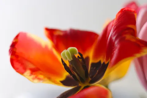 花卉微距 4K壁纸 · flowers · 3840×2560