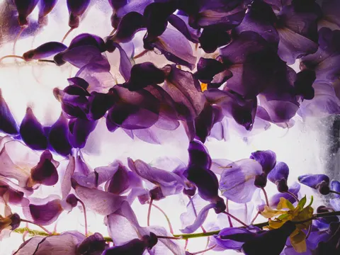विस्टेरिया 4K वॉलपेपर · flowers · 3840×2880