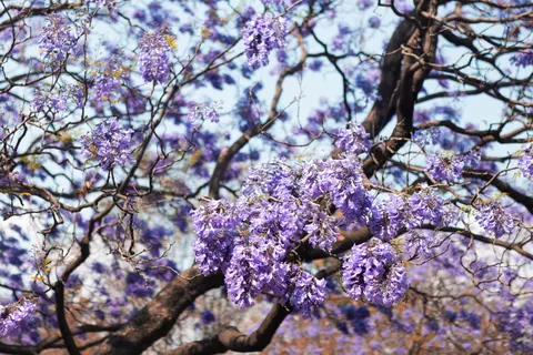 Fondo de pantalla Glicina 4K · flowers · 3840×2560