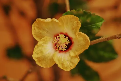 خلفية ماكرو الزهور بدقة 4K · flowers · 3840×2560