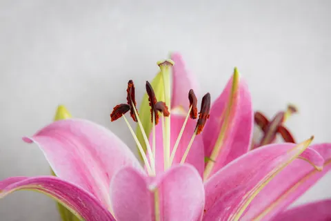 Обои Макро цветка 4K · flowers · 3840×2561
