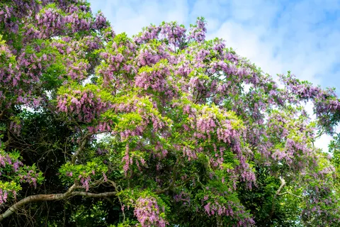 विस्टेरिया 4K वॉलपेपर · flowers · 3840×2561