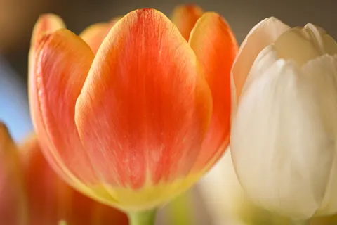 花卉微距 4K壁纸 · flowers · 3840×2560