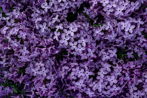 विस्टेरिया 4K वॉलपेपर · flowers · 3840×2555