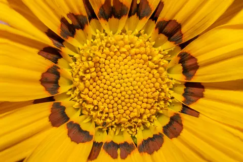 Flower Macro 4K Wallpaper · flowers · 3840×2560