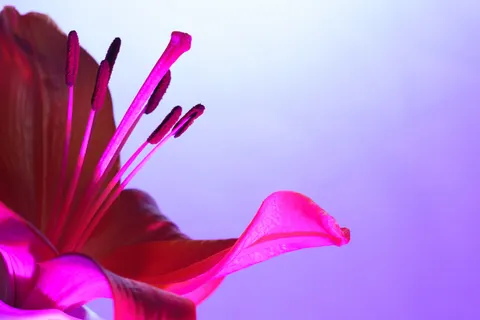 Flower Macro 4K Wallpaper · flowers · 3840×2560