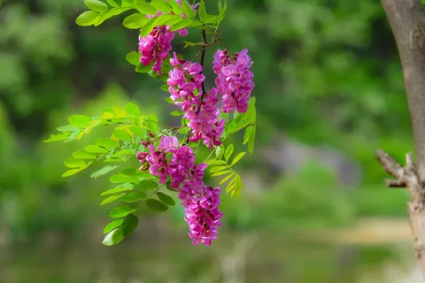 विस्टेरिया 4K वॉलपेपर · flowers · 3840×2560