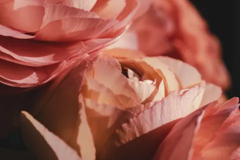 꽃 접사 4K 배경화면 · flowers · 3840×2560