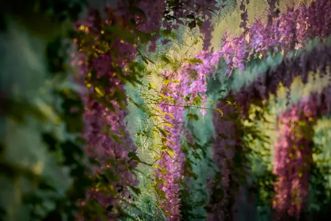 विस्टेरिया 4K वॉलपेपर · flowers · 3840×2560