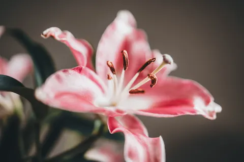 Fond d'écran Macro de fleur 4K · flowers · 3840×2560