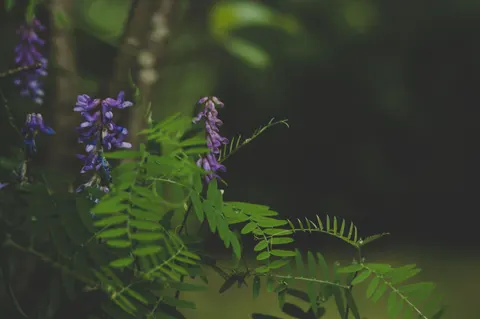विस्टेरिया 4K वॉलपेपर · flowers · 3840×2553