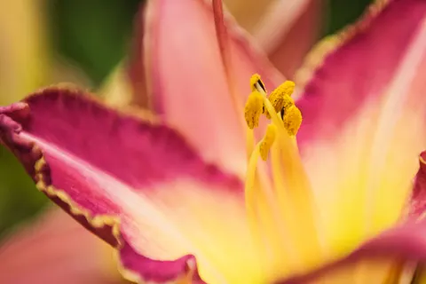 Fond d'écran Macro de fleur 4K · flowers · 3840×2563