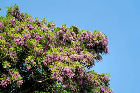विस्टेरिया 4K वॉलपेपर · flowers · 3840×2561