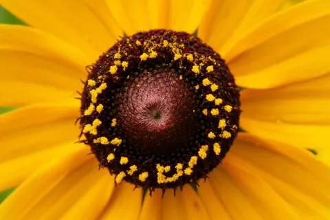 Fondo de pantalla Macro de flor 4K · flowers · 3840×2560