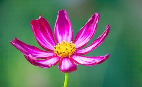 花卉微距 4K壁纸 · flowers · 3840×2350
