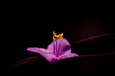 Fond d'écran Macro de fleur 4K · flowers · 3840×2563