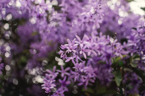 Fondo de pantalla Glicina 4K · flowers · 3840×2553