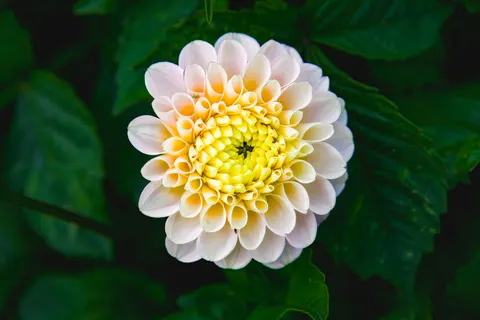 花卉微距 4K壁纸 · flowers · 3840×2560