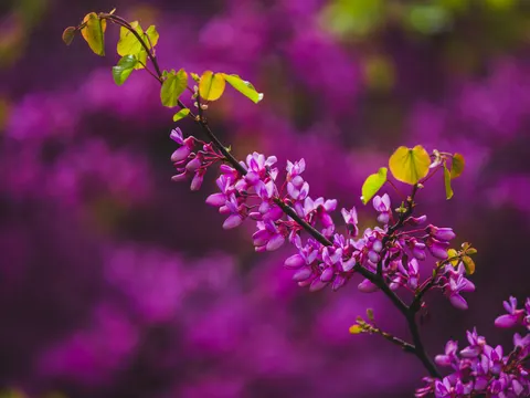 विस्टेरिया 4K वॉलपेपर · flowers · 3840×2880