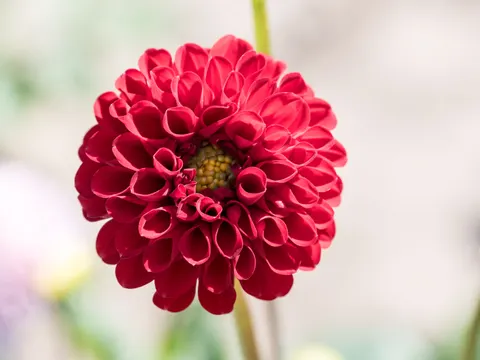 花卉微距 4K壁纸 · flowers · 3840×2880