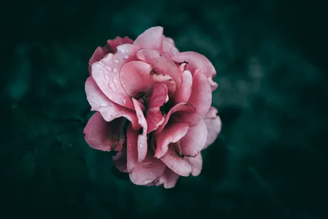 Blumen-Makro 4K Hintergrundbild · flowers · 3840×2560