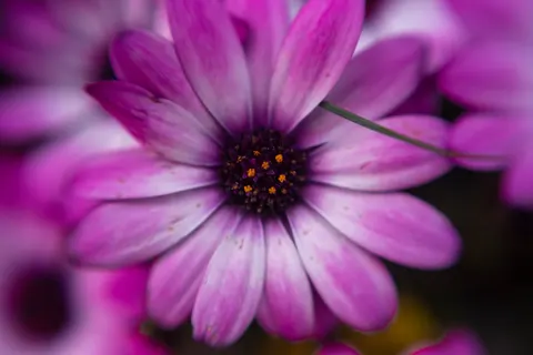 خلفية ماكرو الزهور بدقة 4K · flowers · 3840×2563