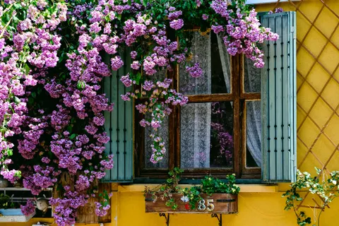 Fondo de pantalla Glicina 4K · flowers · 3840×2560