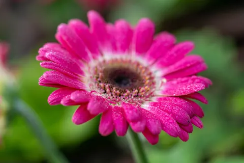 Blumen-Makro 4K Hintergrundbild · flowers · 3840×2560