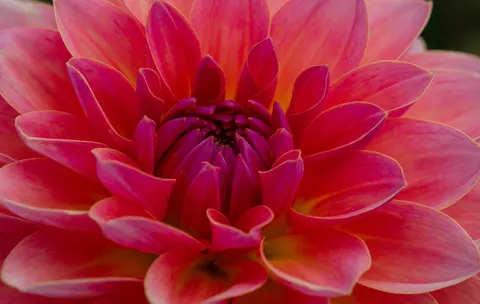 花卉微距 4K壁纸 · flowers · 3840×2430