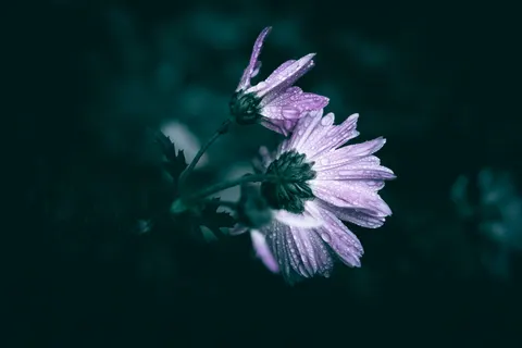 Обои Макро цветка 4K · flowers · 3840×2560
