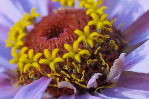 Blumen-Makro 4K Hintergrundbild · flowers · 3840×2560
