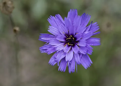 Blumen-Makro 4K Hintergrundbild · flowers · 3840×2724