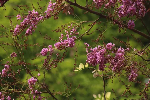 विस्टेरिया 4K वॉलपेपर · flowers · 3840×2560